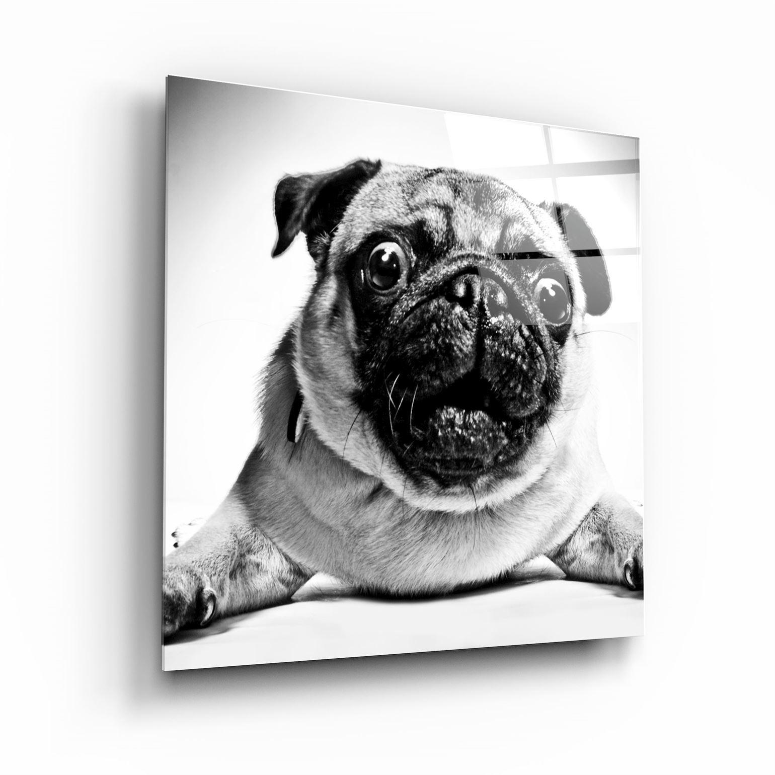 ・"Pug"・Glass Wall Art