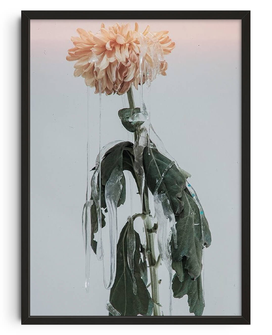 Sad Dahlia