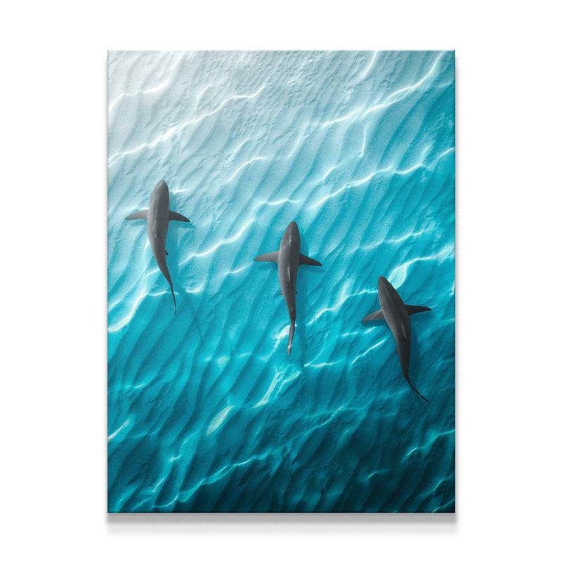 Shark Angle