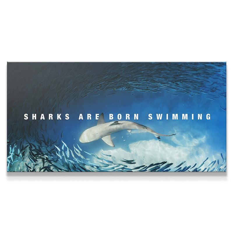 Sharks Are Born Swimming