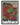 Red Forest